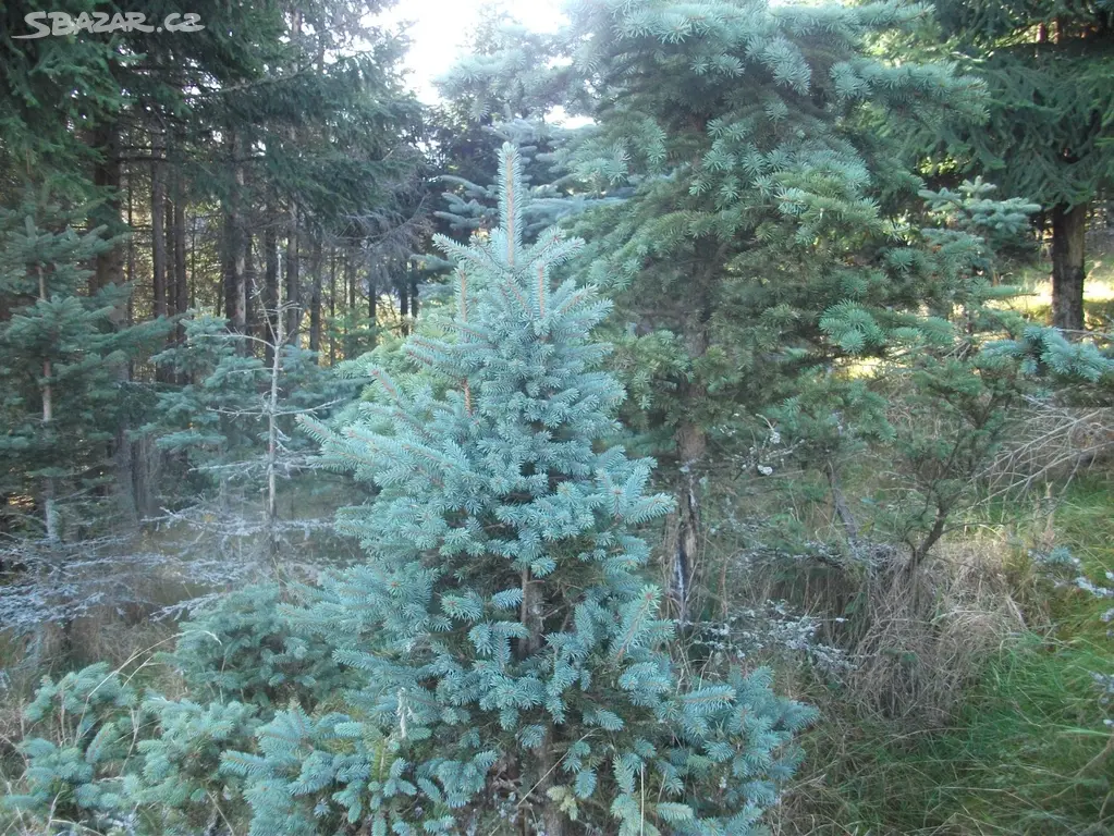 Sazenice Smrku Stribrneho () Sazenice Smrku Stribrneho